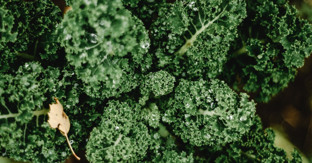 Folhas verdes frescas de couve, ricas em ácido fólico
