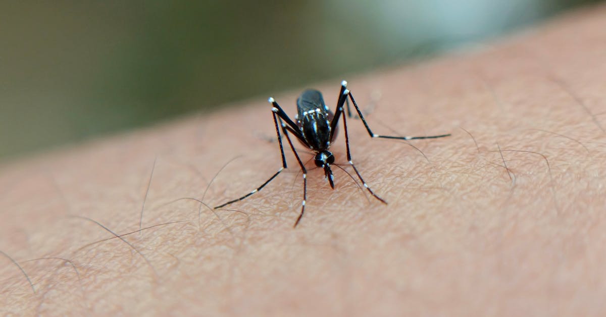Mosquito Aedes pousado em superfície branca, vetor da dengue, zika e chikungunya